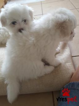 Ράτσα: Μαλτέζ - Maltese | Ηλικία: 2,5 μηνών | Φύλο: Θηλυκό | Αρ. Microchip: 902567120600924 | Ιδιώτης | Εκπαιδευμένο | Pedigree | Περιοχή: Αθήνα, Αττική